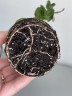 Hoya carnosa (Ø 6,5 см)