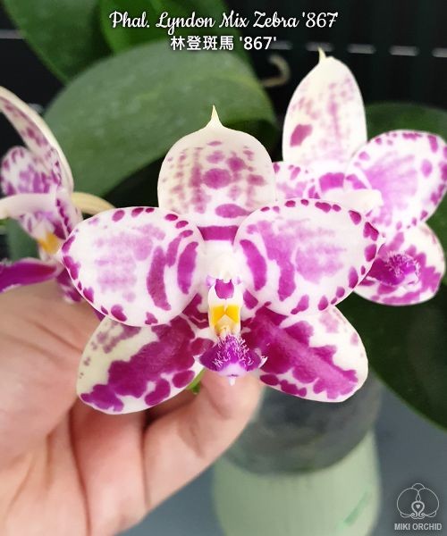 Phal. Lyndon Mix Zebra '867' 2.5"