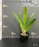 C. Canhamiana 'Azure Sky' AM/AOS 2.5"