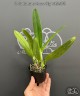 C. Canhamiana 'Azure Sky' AM/AOS 2.5"