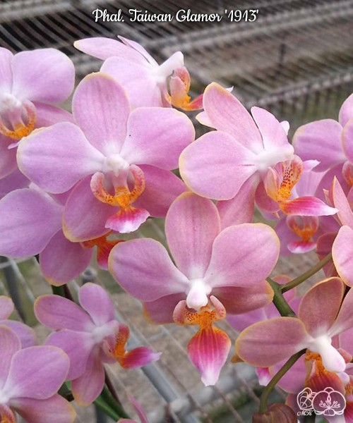 Phal. Taiwan Glamor '1913' 2.5"
