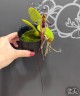 Bulb. putidum × sib 2.5"