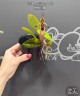 Bulb. putidum × sib 2.5"