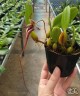 Bulb. putidum × sib 2.5"