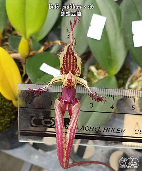 Bulb. putidum × sib 2.5"