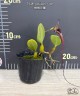 Bulb. putidum × sib 2.5"