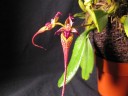 Bulb. putidum × sib 2.5"