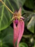 Bulb. putidum × sib 2.5"