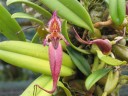 Bulb. putidum × sib 2.5"