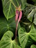 Bulb. putidum × sib 2.5"