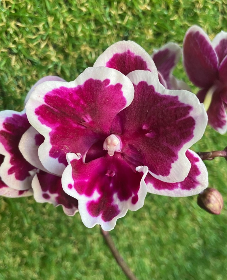 Phal. Miki Pink Panther (peloric - 2 eyes) 2.5'' УЦЕНКА (мех. повр. лист)