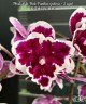 Phal. Miki Pink Panther (peloric - 2 eyes) 2.5'' УЦЕНКА (мех. повр. лист)