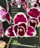 Phal. Miki Pink Panther (peloric - 2 eyes) 2.5'' УЦЕНКА (мех. повр. лист)