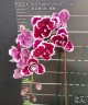 Phal. Miki Pink Panther (peloric - 2 eyes) 2.5'' УЦЕНКА (мех. повр. лист)