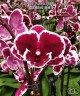 Phal. Miki Pink Panther (peloric - 2 eyes) 2.5'' УЦЕНКА (мех. повр. лист)