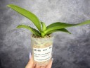 Phal. Miki Pink Panther (peloric - 2 eyes) 2.5'' УЦЕНКА (мех. повр. лист)