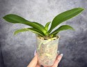 Phal. Miki Pink Panther (peloric - 2 eyes) 2.5'' УЦЕНКА (мех. повр. лист)