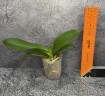 Phal. Miki Pink Panther (peloric - 2 eyes) 2.5'' УЦЕНКА (мех. повр. лист)