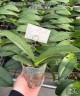 Phal. Miki Pink Panther (peloric - 2 eyes) 2.5'' УЦЕНКА (мех. повр. лист)