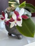Phal. speciosa 'Big Red' 2.5'' УЦЕНКА (мех. повр. лист)