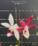 Phal. speciosa 'Big Red' 2.5'' УЦЕНКА (мех. повр. лист)