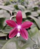 Phal. speciosa 'Big Red' 2.5'' УЦЕНКА (мех. повр. лист)