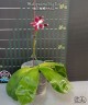 Phal. speciosa 'Big Red' 2.5'' УЦЕНКА (мех. повр. лист)
