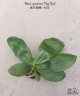 Phal. speciosa 'Big Red' 2.5'' УЦЕНКА (мех. повр. лист)