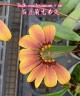 Bulb. mastersianum × sib 2.5" УЦЕНКА (1-2 бульба)