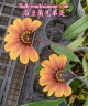 Bulb. mastersianum × sib 2.5" УЦЕНКА (1-2 бульба)