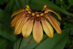Bulb. mastersianum × sib 2.5" УЦЕНКА (1-2 бульба)