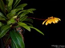 Bulb. mastersianum × sib 2.5" УЦЕНКА (1-2 бульба)