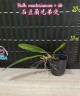 Bulb. mastersianum × sib 2.5" УЦЕНКА (1-2 бульба)