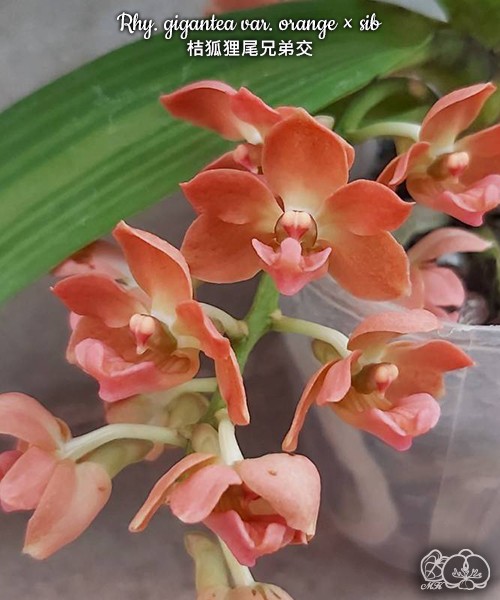 Rhy. gigantea var. orange × sib	2.5"
