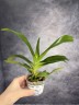 Rhy. gigantea var. orange × sib	2.5"