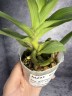 Rhy. gigantea var. orange × sib	2.5"