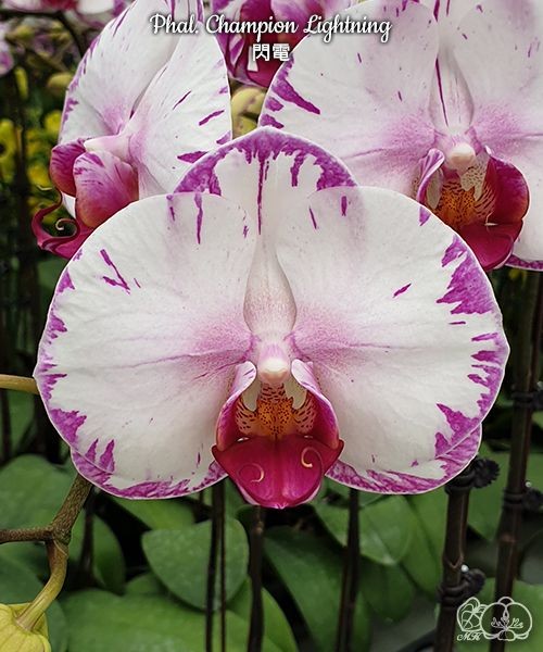 Phal. Champion Lightning 2.5"