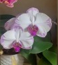 Phal. Champion Lightning 2.5"