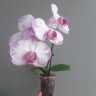 Phal. Champion Lightning 2.5"