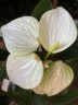 Anthurium andreanum White Ø 12 см