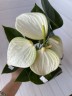 Anthurium andreanum White Ø 12 см
