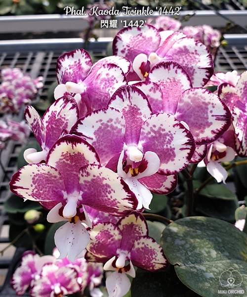 Phal. Kaoda Twinkle '1442' 2.5''