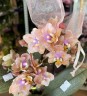 БАБОЧКА Парфюмерная фабрика Carola - мини орхидея (3 цветоноса; Ø 7 см)