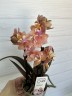 БАБОЧКА Парфюмерная фабрика Carola - мини орхидея (3 цветоноса; Ø 7 см)