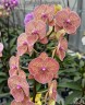 Phal. Sogo Very Maple 2.5''
