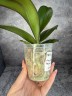 Phal. Sogo Very Maple 2.5''