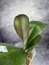 Phal. Sogo Very Maple 2.5''
