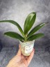 Phal. Sogo Very Maple 2.5''