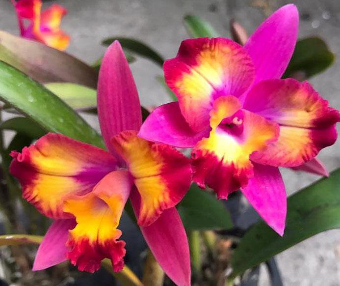 C. Hawaiian Splash 'Lea' BM/JOGA 2.5"