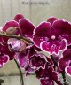 Phal. Yushan Fairy Go 2.5''